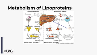 Metabolism of Lipids - universidad autonoma pdf. | PDF