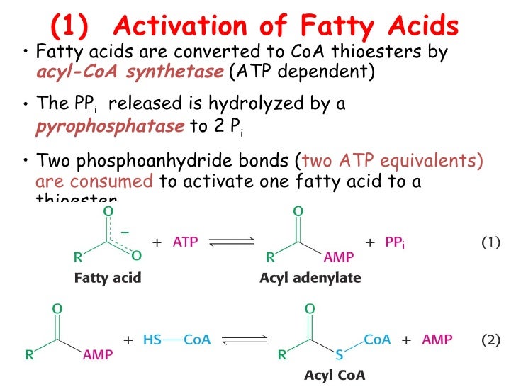 Metabolism of lipids 1 1