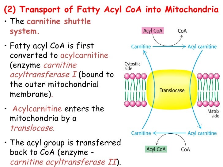 Metabolism of lipids 1 1