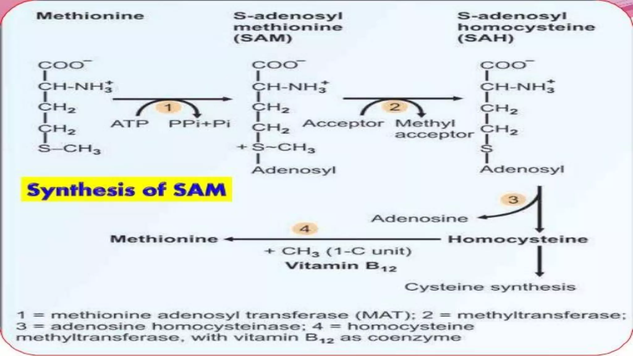 METABOLISM OF METHIONINE | PDF