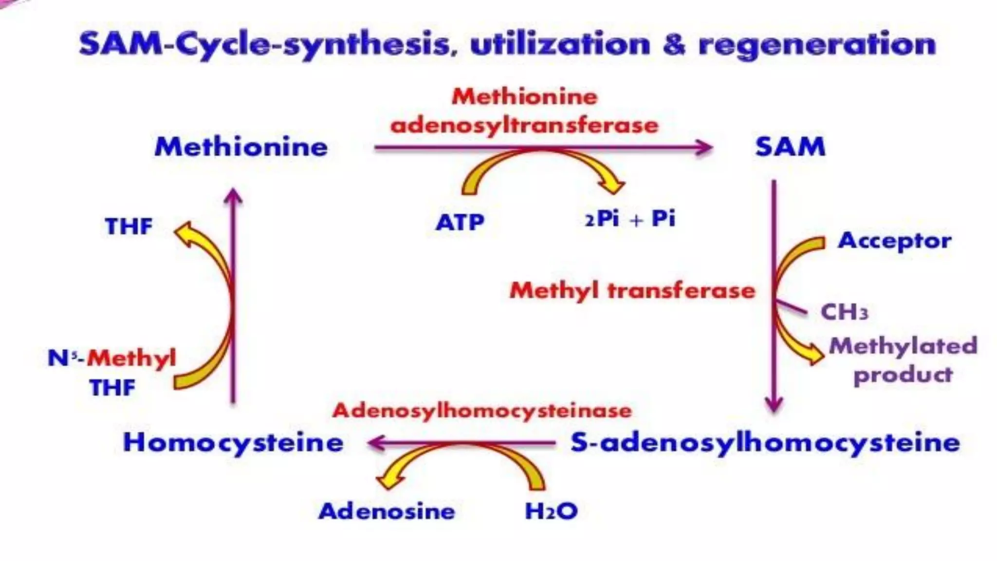 METABOLISM OF METHIONINE | PDF