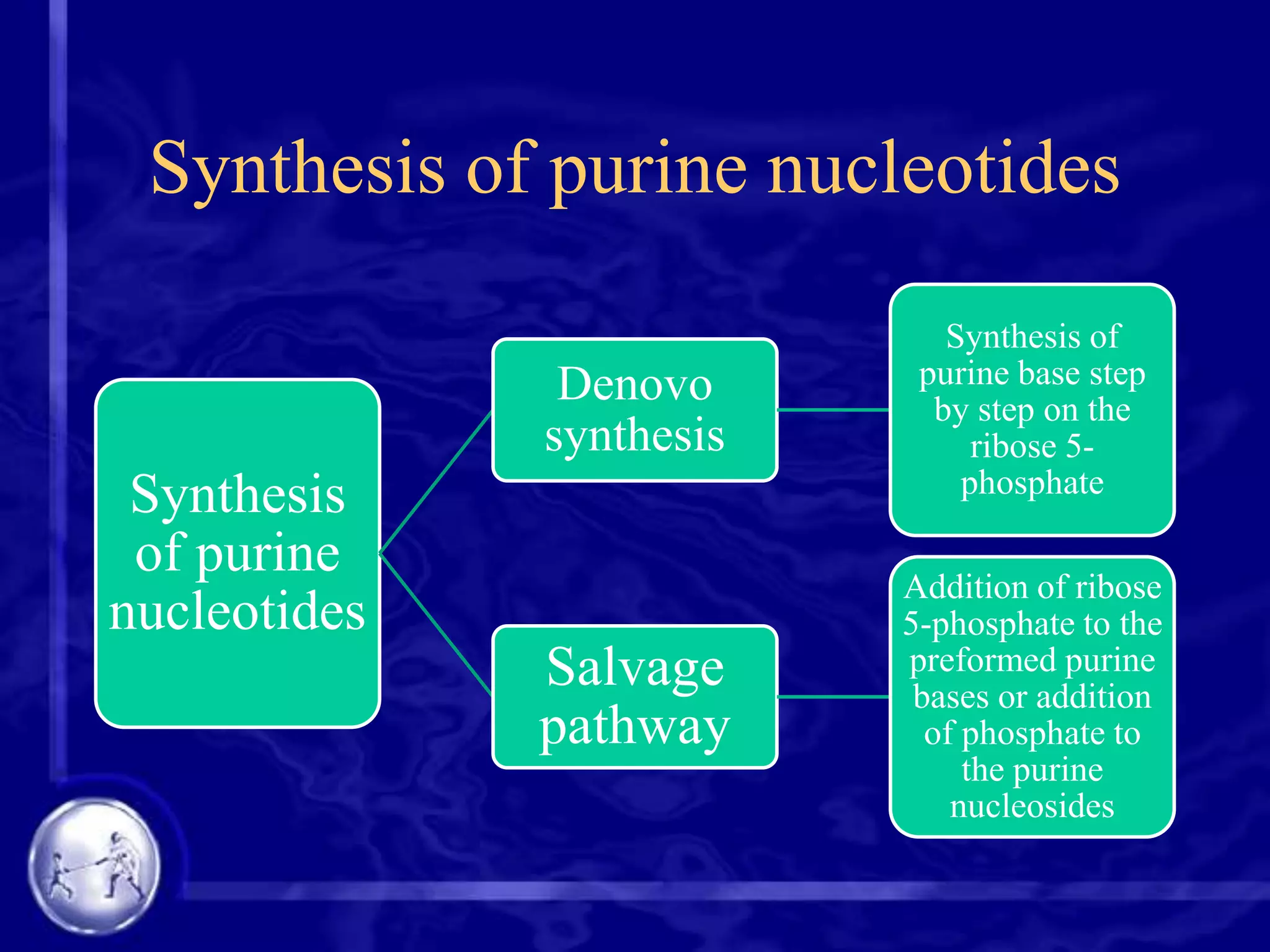 Synthesis of purine nucleotides
Denovo
synthesis

Synthesis of
purine base step
by step on the
ribose 5phosphate

Salvage
pathway

Addition of ribose
5-phosphate to the
preformed purine
bases or addition
of phosphate to
the purine
nucleosides

Synthesis
of purine
nucleotides

 