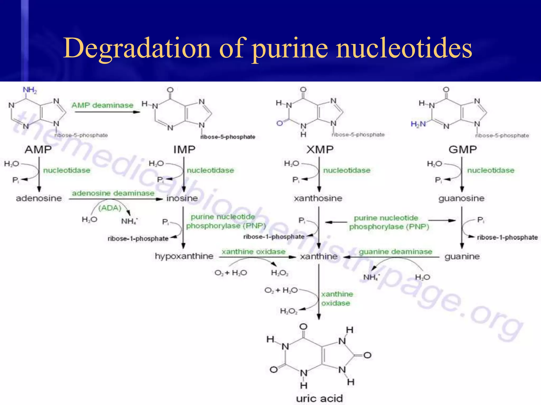 Degradation of purine nucleotides

 