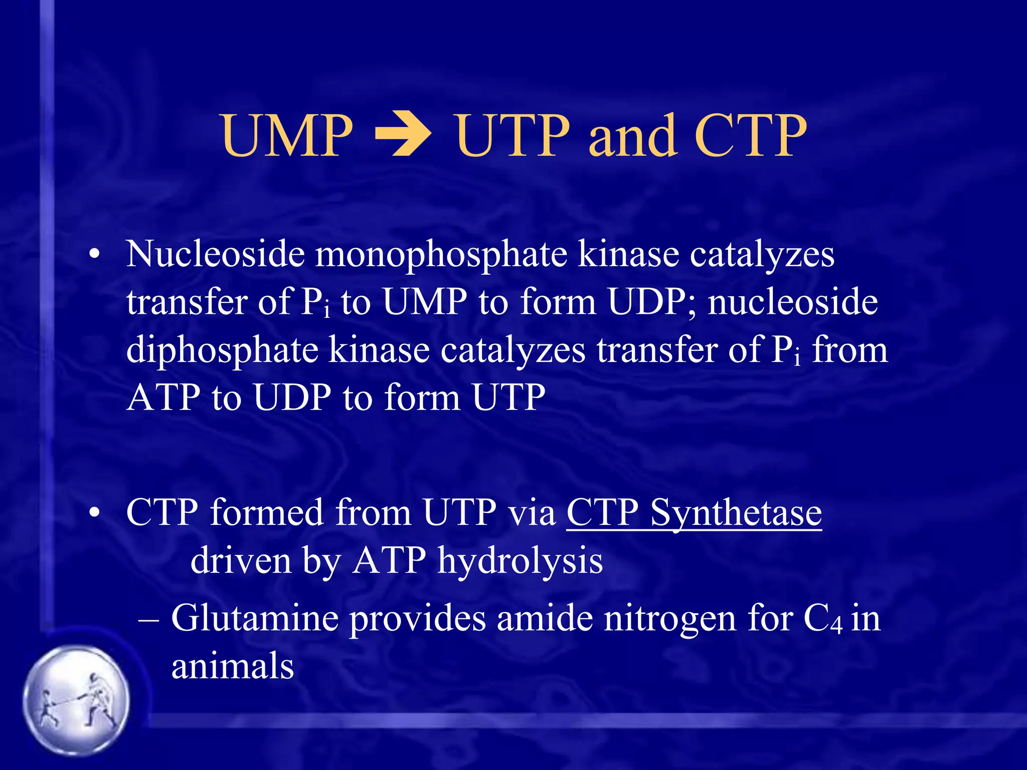 UMP  UTP and CTP
• Nucleoside monophosphate kinase catalyzes
transfer of Pi to UMP to form UDP; nucleoside
diphosphate kinase catalyzes transfer of Pi from
ATP to UDP to form UTP
• CTP formed from UTP via CTP Synthetase
driven by ATP hydrolysis
– Glutamine provides amide nitrogen for C4 in
animals

 