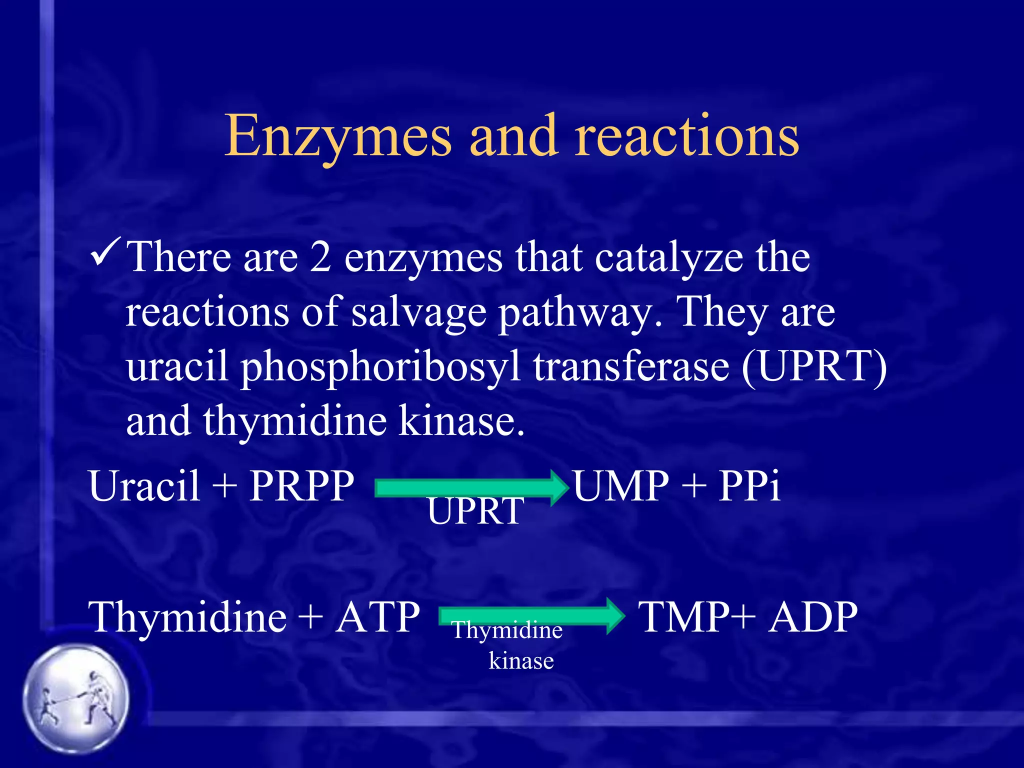 Enzymes and reactions
There are 2 enzymes that catalyze the
reactions of salvage pathway. They are
uracil phosphoribosyl transferase (UPRT)
and thymidine kinase.
Uracil + PRPP
UMP + PPi
UPRT

Thymidine + ATP

Thymidine
kinase

TMP+ ADP

 