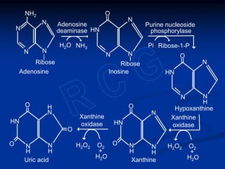 Metabolism of nucleotides