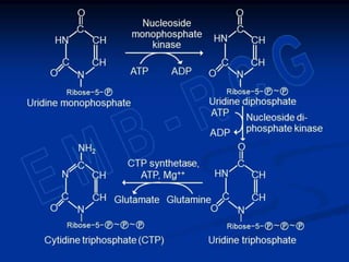 Metabolism of nucleotides