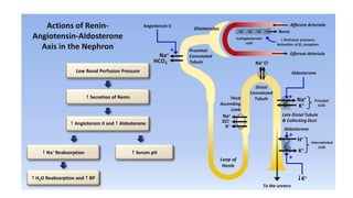 Metabolism of potassium and its clinical significance | PDF