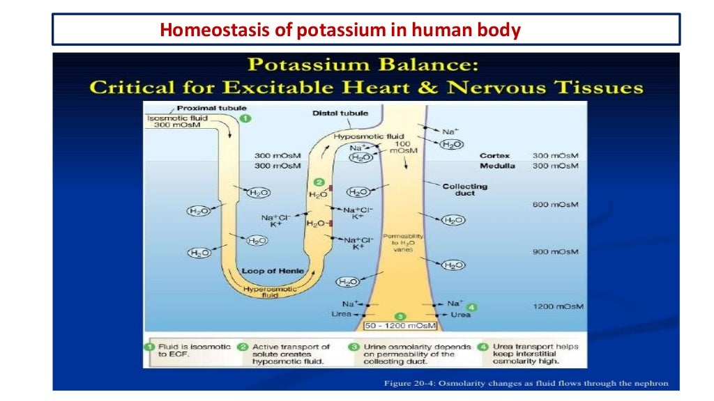 Metabolism of potassium and its clinical significance