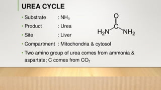 METABOLISM OF PROTEIN AND AMINI ACID FOR STUDENTS.pdf