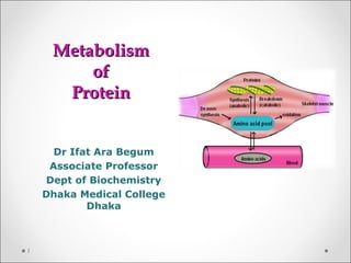 MetabolismMetabolism
ofof
ProteinProtein
Dr Ifat Ara Begum
Associate Professor
Dept of Biochemistry
Dhaka Medical College
Dhaka
1
 