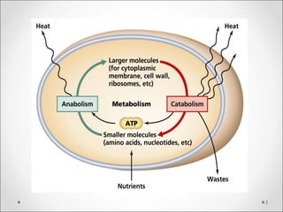Metabolism of protein  Slide 3