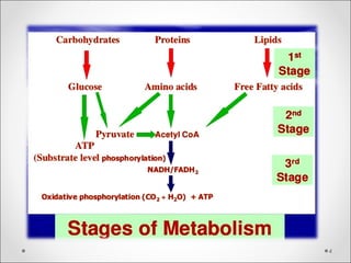 Metabolism of protein  Slide 4