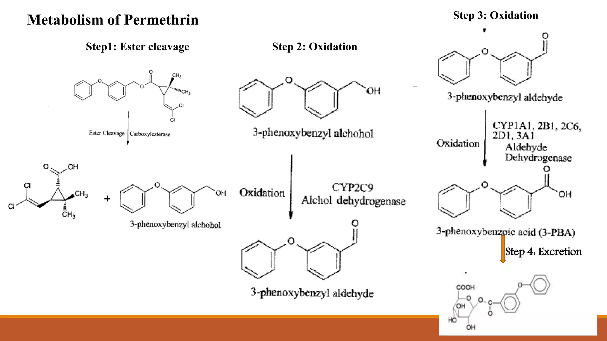 Step 3: Oxidation
Step 2: Oxidation
Step 4: Excretion
Step1: Ester cleavage
Metabolism of Permethrin
 