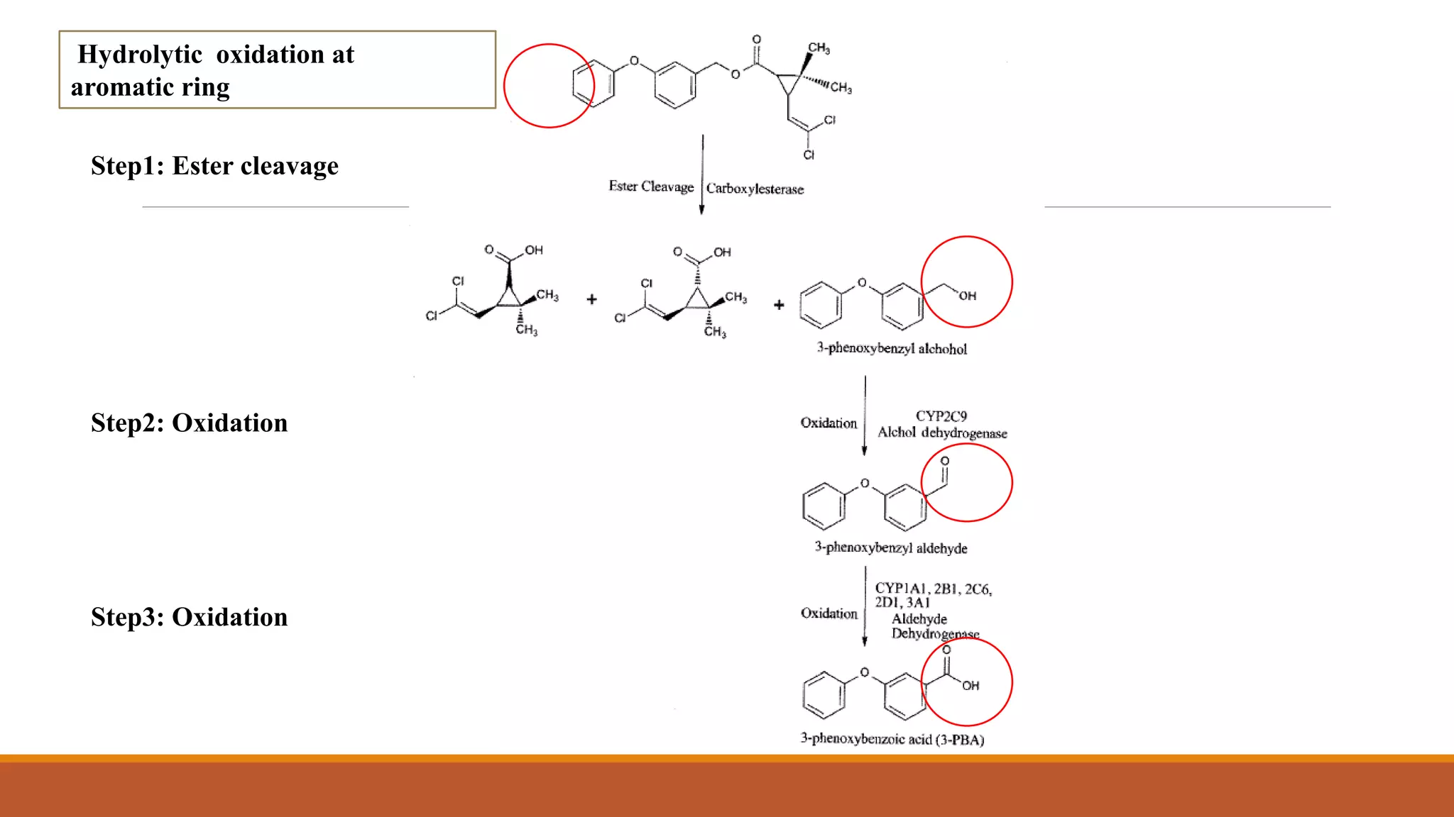 Step1: Ester cleavage
Hydrolytic oxidation at
aromatic ring
Step2: Oxidation
Step3: Oxidation
 