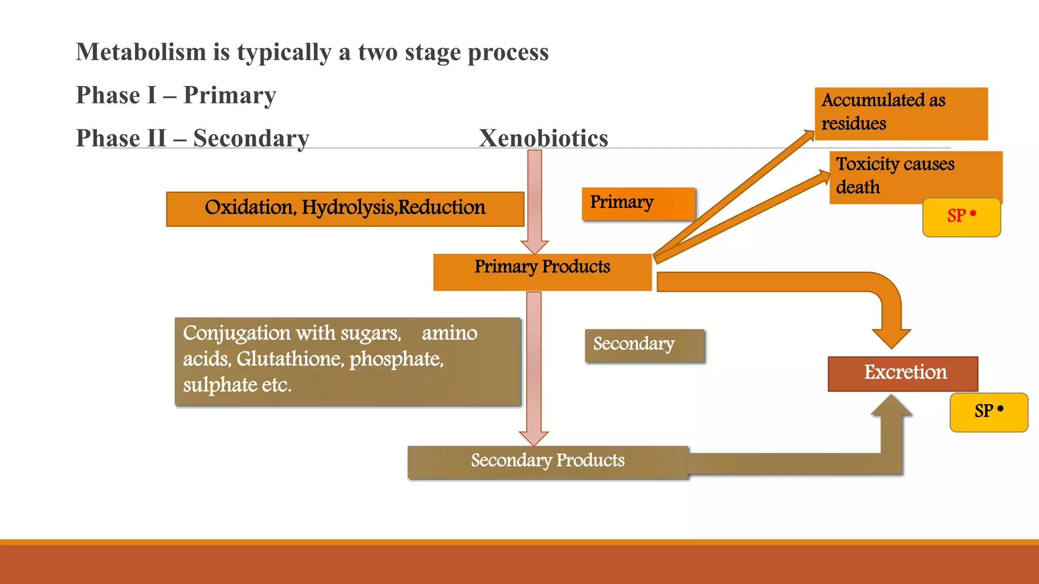 Metabolism is typically a two stage process
Phase I – Primary
Phase II – Secondary Xenobiotics
Oxidation, Hydrolysis,Reduction Primary
Primary Products
Secondary Products
Secondary
Conjugation with sugars, amino
acids, Glutathione, phosphate,
sulphate etc.
Excretion
Accumulated as
residues
Toxicity causes
death
SP *
SP *
 