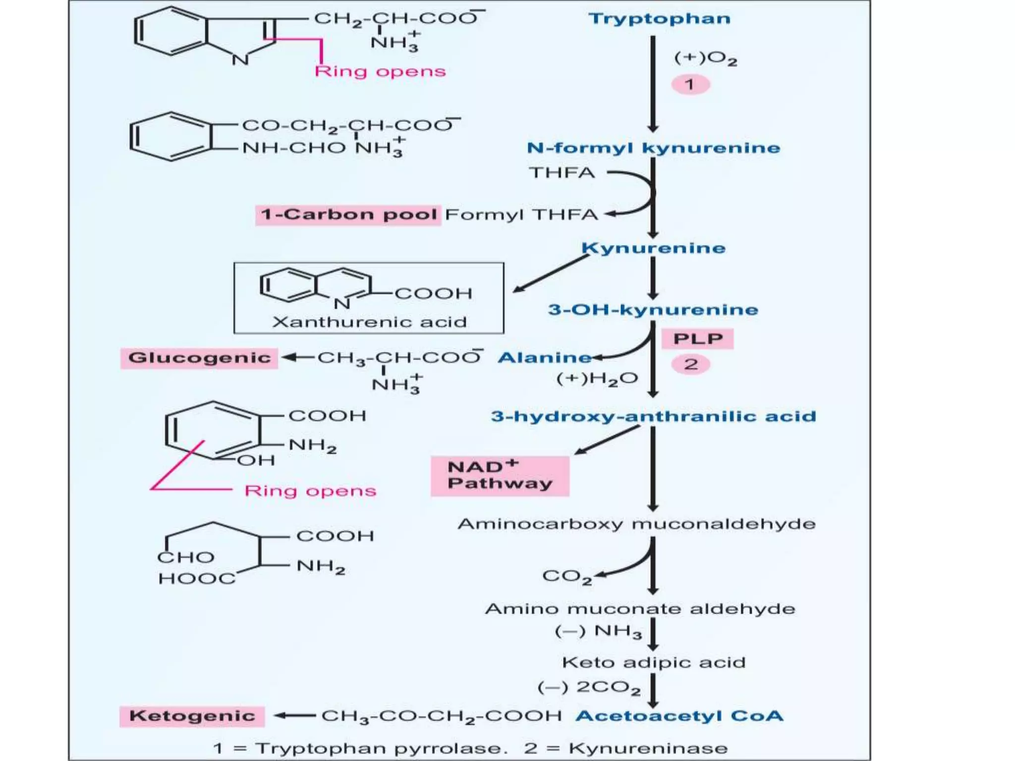 Metabolism of tryptophan | PPT