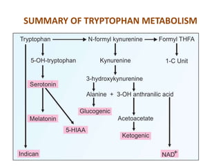 Metabolism of tryptophan | PPT