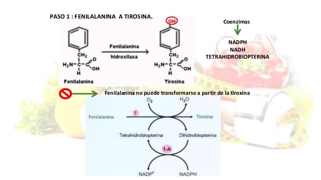 Como no explique la funcion del atp en el metabolismo celular