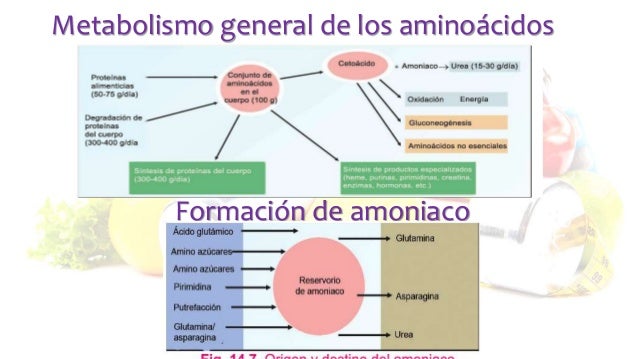 acelerador del metabolismo - ¿Qué es?