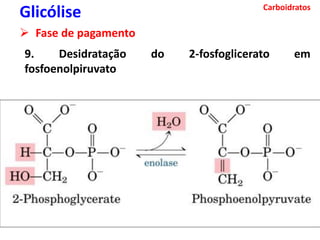 Carboidratos
Glicólise
 Fase de pagamento
9. Desidratação do 2-fosfoglicerato em
fosfoenolpiruvato
 