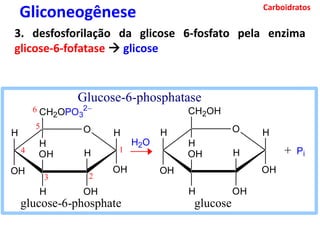 Carboidratos
Gliconeogênese
3. desfosforilação da glicose 6-fosfato pela enzima
glicose-6-fofatase  glicose
H O
OH
H
OH
H
OH
CH2OH
H
OH
H
H O
OH
H
OH
H
OH
CH2OPO3
2
H
OH
H
H2O
1
6
5
4
3 2
+ Pi
glucose-6-phosphate glucose
Glucose-6-phosphatase
 