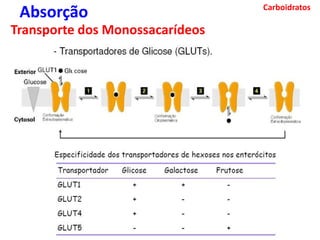 Carboidratos
Absorção
Transporte dos Monossacarídeos
 