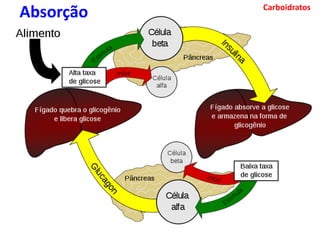 Carboidratos
Absorção
 