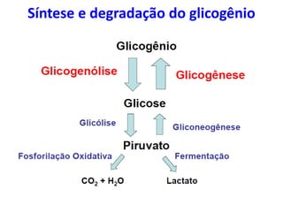 Síntese e degradação do glicogênio
 
