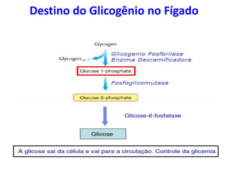 Destino do Glicogênio no Fígado
 