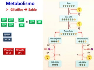 Carboidratos
Metabolismo
 Glicólise  Saldo
ATP
ATP
ATP ATP
ATP ATP
Piruvato
(3 C)
Piruvato
(3 C)
NADH
NADH
ATP ATP
- =
 