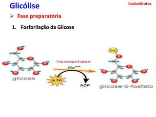 Carboidratos
Glicólise
 Fase preparatória
1. Fosforilação da Glicose
 