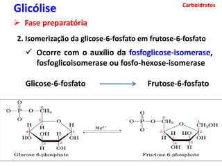 Carboidratos
Glicólise
 Fase preparatória
2. Isomerização da glicose-6-fosfato em frutose-6-fosfato
 Ocorre com o auxílio da fosfoglicose-isomerase,
fosfoglicoisomerase ou fosfo-hexose-isomerase
Glicose-6-fosfato Frutose-6-fosfato
 