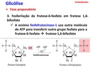 Carboidratos
Glicólise
 Fase preparatória
3. Fosforilação da frutose-6-fosfato em frutose 1,6-
bifosfato
 A enzima fosfofrutocinase-1 usa outra molécula
de ATP para transferir outro grupo fosfato para a
frutose-6-fosfato  frutose-1,6-bifosfato
fosfofrutocinase
 