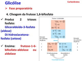 Carboidratos
Glicólise
 Fase preparatória
4. Clivagem da frutose 1,6-bifosfato
 Produz 2 trioses
fosfato:
Gliceraldeído-3-fosfato
(aldose)
Di-hidroxiacetona-
fosfato (cetose)
 Enzima: frutose-1-6-
bifosfato-aldolase ou
aldolase
 
