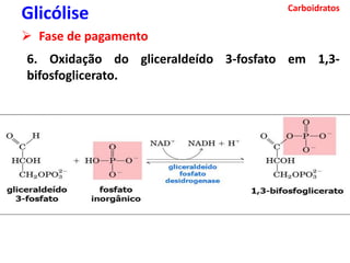 Carboidratos
Glicólise
 Fase de pagamento
6. Oxidação do gliceraldeído 3-fosfato em 1,3-
bifosfoglicerato.
 