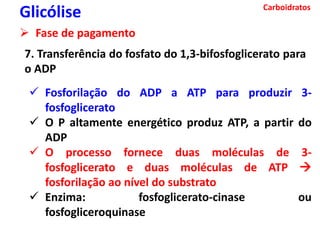 Carboidratos
Glicólise
 Fase de pagamento
7. Transferência do fosfato do 1,3-bifosfoglicerato para
o ADP
 Fosforilação do ADP a ATP para produzir 3-
fosfoglicerato
 O P altamente energético produz ATP, a partir do
ADP
 O processo fornece duas moléculas de 3-
fosfoglicerato e duas moléculas de ATP 
fosforilação ao nível do substrato
 Enzima: fosfoglicerato-cinase ou
fosfogliceroquinase
 