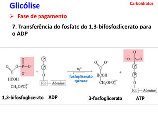 Carboidratos
Glicólise
 Fase de pagamento
7. Transferência do fosfato do 1,3-bifosfoglicerato para
o ADP
 