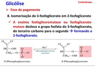 Carboidratos
Glicólise
 Fase de pagamento
8. Isomerização do 3-fosfoglicerato em 2-fosfoglicerato
 A enzima fosfogliceromutase ou fosfoglicerato-
mutase desloca o grupo fosfato do 3-fosfoglicerato,
do terceiro carbono para o segundo  formando o
2-fosfoglicerato.
 