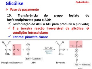 Carboidratos
Glicólise
 Fase de pagamento
10. Transferência do grupo fosfato do
fosfoenolpiruvato para o ADP.
 Fosforilação do ADP a ATP para produzir o piruvato;
 É a terceira reação irreversível da glicólise 
condições intracelulares
 Enzima: piruvato-cinase
 