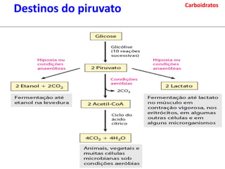 Carboidratos
Destinos do piruvato
 