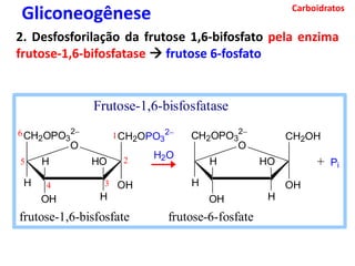 Carboidratos
Gliconeogênese
2. Desfosforilação da frutose 1,6-bifosfato pela enzima
frutose-1,6-bifosfatase  frutose 6-fosfato
frutose-1,6-bisfosfate frutose-6-fosfate
Frutose-1,6-bisfosfatase
CH2OPO3
2
OH
CH2OH
H
OH H
H HO
O
CH2OPO3
2
OH
CH2OPO3
2
H
OH H
H HO
O
H2O
6
5
4 3
2
1
+ Pi
 