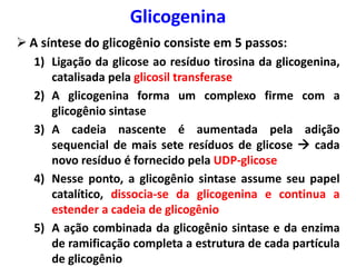  A síntese do glicogênio consiste em 5 passos:
1) Ligação da glicose ao resíduo tirosina da glicogenina,
catalisada pela glicosil transferase
2) A glicogenina forma um complexo firme com a
glicogênio sintase
3) A cadeia nascente é aumentada pela adição
sequencial de mais sete resíduos de glicose  cada
novo resíduo é fornecido pela UDP-glicose
4) Nesse ponto, a glicogênio sintase assume seu papel
catalítico, dissocia-se da glicogenina e continua a
estender a cadeia de glicogênio
5) A ação combinada da glicogênio sintase e da enzima
de ramificação completa a estrutura de cada partícula
de glicogênio
Glicogenina
 