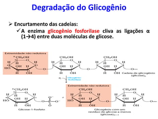  Encurtamento das cadeias:
A enzima glicogênio fosforilase cliva as ligações α
(1→4) entre duas moléculas de glicose.
Degradação do Glicogênio
 