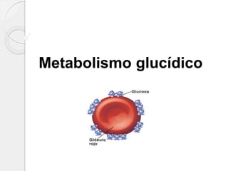 Metabolismo glucídico
 