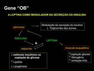 estímulo insulínico na
captação de glicose
 Lipólise
 Lipogênese
adipócito
INSULINA
pâncreas
Modulação da secreção da insulina
 Triglicerídio dos ácinos
LEPTINA
+
captação glicose
 Glicogênio
 oxidação AGL
músculo esquelético
Gene “OB”
A LEPTINA COMO MODULADOR DA SECREÇÃO DA INSULINA
 