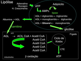 Adipócito
Adrenalina
Glucagon
H. Crescimento
Lipólise
glicólise
Albumina + AGL
lipase
AGL + diglicerídio  triglicerídio
AGL + monoglicerídio  diglicerídio
AGL + Glicerol  monoglicerídio
AMPc
ATP
 oxidação
Ciclo de
Krebs
ATP
AGL  ACIL CoA + Acetil CoA
Acetil CoA
Acetil CoA
Acetil CoA
Acetil CoA CTE
ATP
carnitina
mitocôndria
Fígado
 