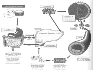 COLESTEROL
 