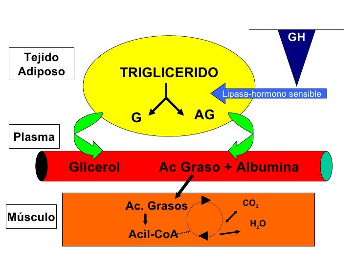 acelerador del metabolismo para adelgazar mujeres