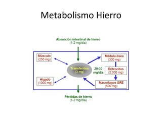 Metabolismo Hierro 